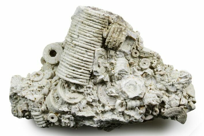 Mississippian Fossil Crinoid Stem Cluster - Kentucky #358728